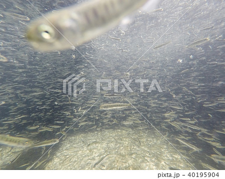 さけの稚魚(群泳) さけの稚魚(群泳) 40195904