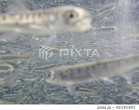 さけの稚魚(群泳) さけの稚魚(群泳) 40195905