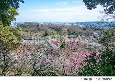 東京都　京王百草園 （けいおうもぐさえん）　園内から都心方面の眺め 40196092
