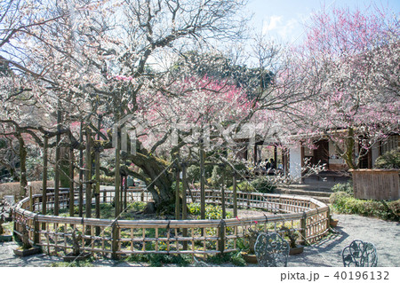 東京都 京王百草園 (けいおうもぐさえん) 寿昌梅 (じゅしょうばい) 東京都 京王百草園 (けいおうもぐさえん) 寿昌梅 (じゅしょうばい) 40196132