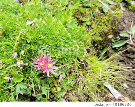 チロルアルプスの高山植物：赤色系13 40196236