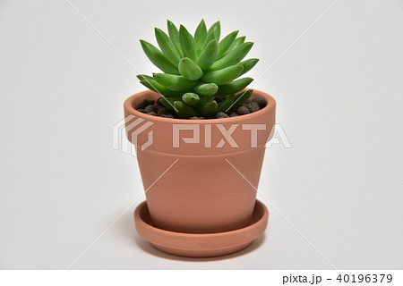 多肉植物　タマツヅリ 40196379