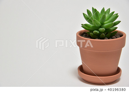 多肉植物　タマツヅリ 40196380