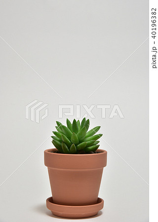 多肉植物　タマツヅリ 40196382