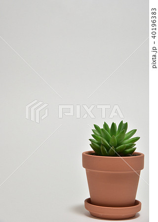 多肉植物　タマツヅリ 40196383