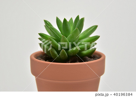 多肉植物　タマツヅリ 40196384