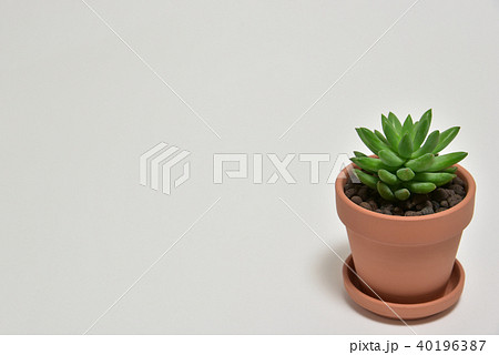 多肉植物　タマツヅリ 40196387