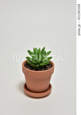 多肉植物　タマツヅリ 40196388