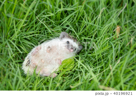 cute hedgehog lying in garden 40196921
