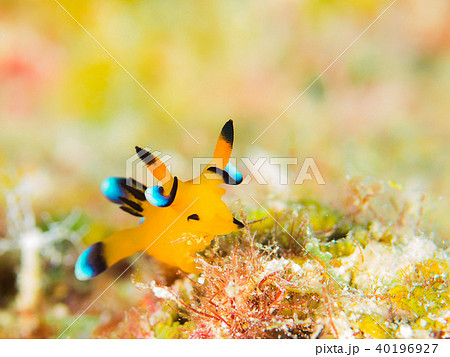 ウデフリツノザヤウミウシ 40196927