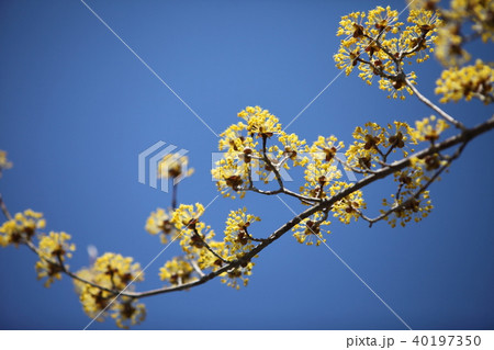 サンシュユの花 40197350