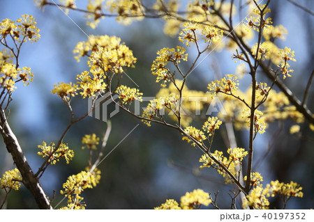 サンシュユの花 サンシュユの花 40197352