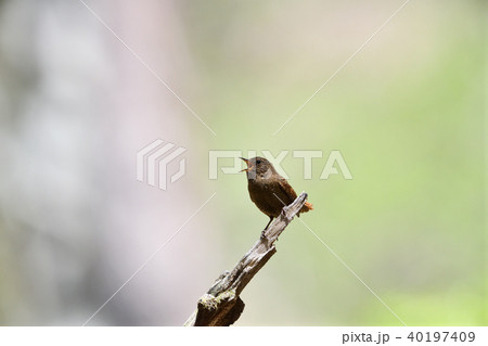 ミソサザイ 40197409