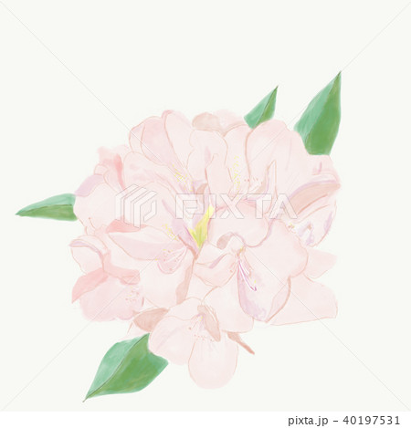 シャクナゲのイラスト素材
