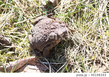 Common brown Toad Common brown Toad 40198393