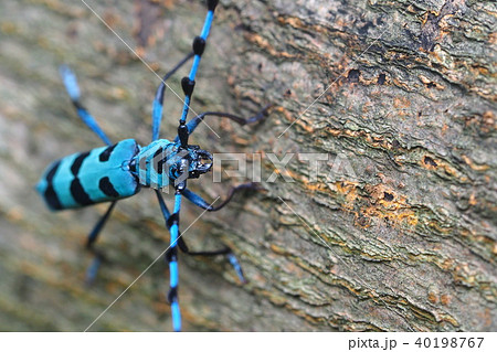 ルリボシカミキリ 40198767