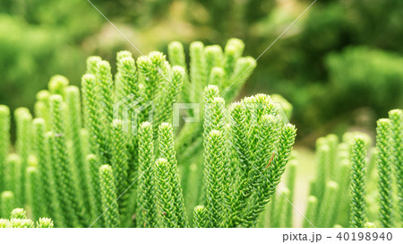 Close up of a green pine leaf in a garden. 40198940