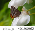 フジで吸蜜するトラフシジミ フジで吸蜜するトラフシジミ 40198962