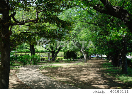 新緑の、船橋市御滝公園 新緑の、船橋市御滝公園 40199111