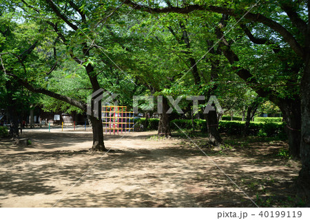 新緑の、船橋市御滝公園 新緑の、船橋市御滝公園 40199119
