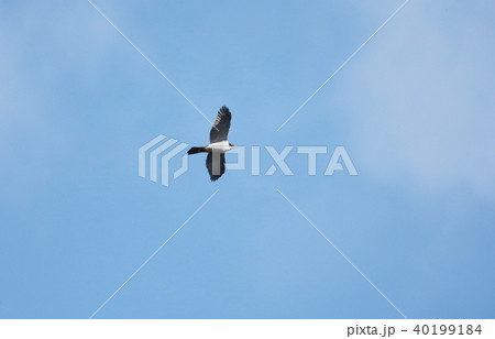オオタカの飛翔の写真素材