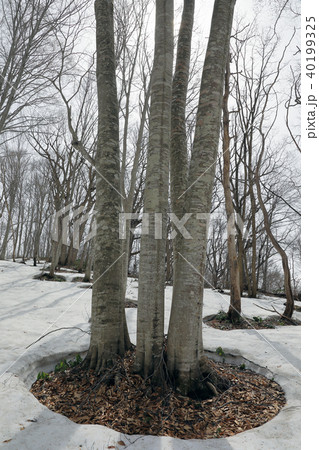 四本ブナと根回り穴　福島県只見町 40199325