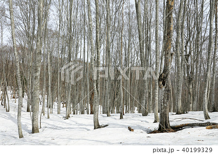 浅春のブナの森　福島県只見町 40199329