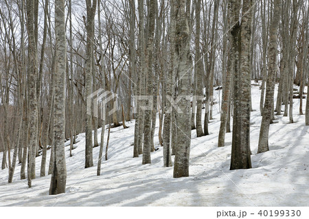 浅春のブナの森　福島県只見町 40199330