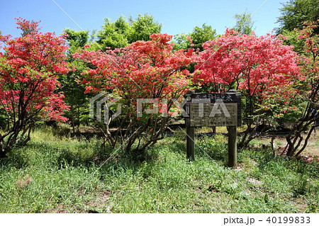 赤城神社参道松並木とヤマツツジ 赤城神社参道松並木とヤマツツジ 40199833