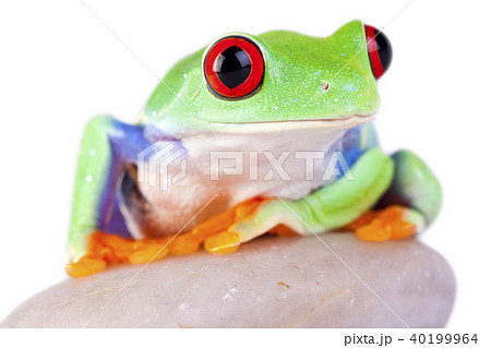 Frog on rock 40199964