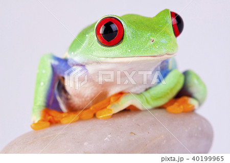 Frog on rock Frog on rock 40199965