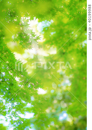 青もみじの木洩れ日のイラスト素材