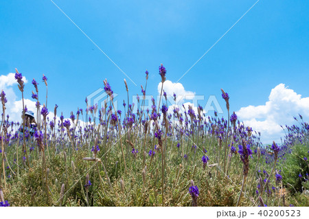 Beautiful lavender flower field Beautiful lavender flower field 40200523