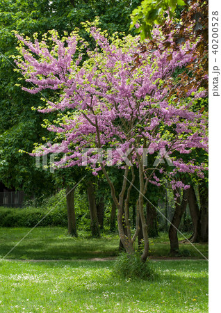 Judaism tree (Cercis siliquastrum) in urban park Judaism tree (Cercis siliquastrum) in urban park 40200528