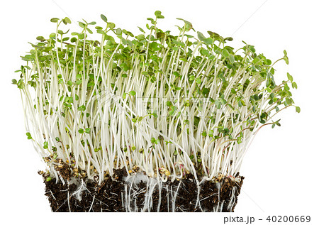 White mustard seedlings in potting compost White mustard seedlings in potting compost 40200669