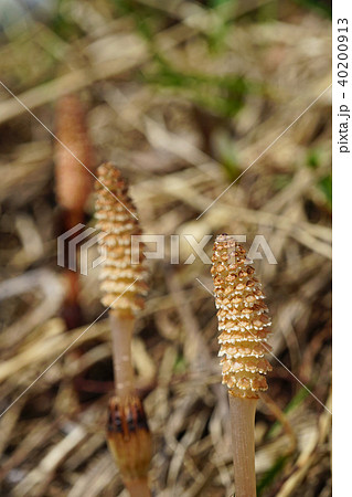 春の風物詩　可愛いツクシ 40200913