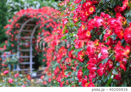 植物 花 薔薇 40200916