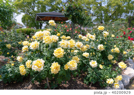 バラの花 40200929