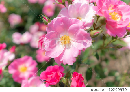 バラの花 40200930