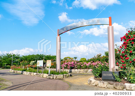 駕与丁公園バラ園 40200933