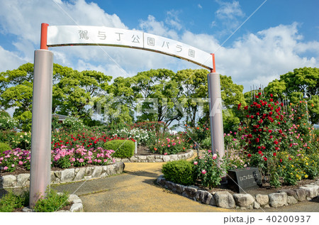 駕与丁公園バラ園 駕与丁公園バラ園 40200937