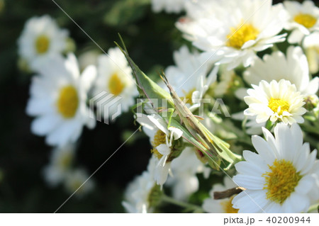 おんぶバッタと小菊 おんぶバッタと小菊 40200944