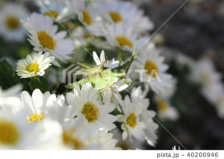 おんぶバッタと小菊 おんぶバッタと小菊 40200946