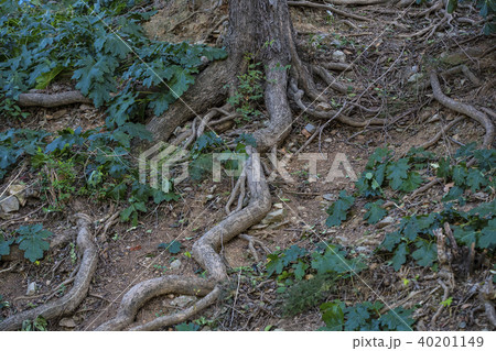 Weaving the root of a tree against a stone backgro 40201149