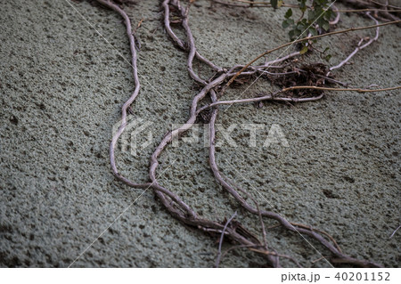 Weaving the root of a tree against a stone backgro 40201152
