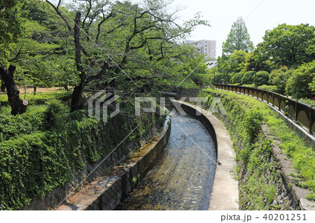 妙正寺川(中野区) 40201251