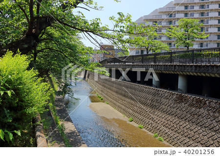 妙正寺川(中野区) 40201256