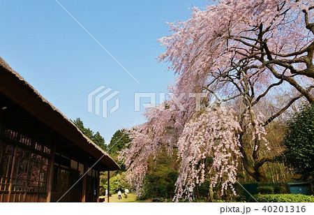 静岡県桜スポット 秩父宮記念公園の別邸母屋脇に満開の枝垂桜 青空バック横位置人影ありの写真素材