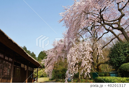 静岡県桜スポット・秩父宮記念公園の別邸母屋脇に満開の枝垂桜・青空バック横位置 静岡県桜スポット・秩父宮記念公園の別邸母屋脇に満開の枝垂桜・青空バック横位置 40201317