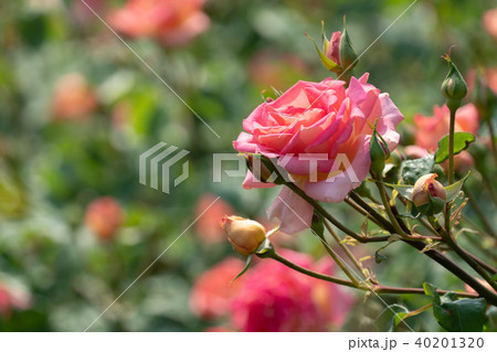 バラの花 バラの花 40201320